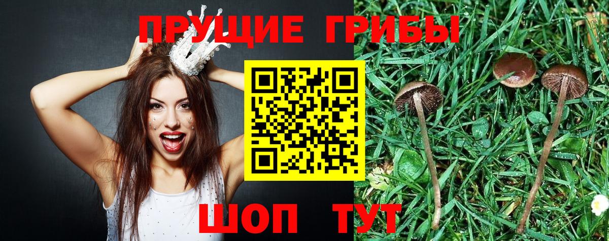 Галлюциногенные грибы Cubensis Реутов